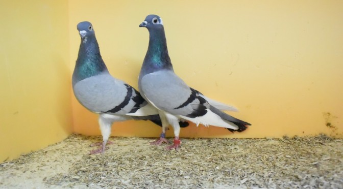 Eine sprichwörtlich schöne Ueberraschung! Fluggansel!